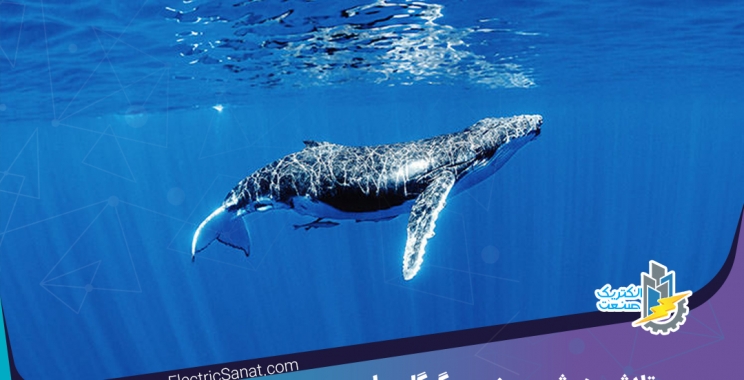 تلاش هوش مصنوعی گوگل برای شناسایی صدای نهنگ گوژپشت در اعماق دریا